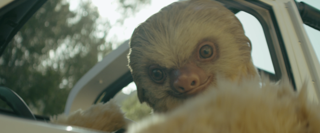 a sloth looks into camera for the sloth Nicky Jam music video in mallorca